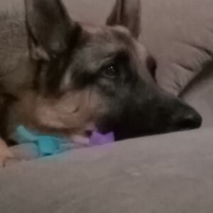 iriskeohansen avatar