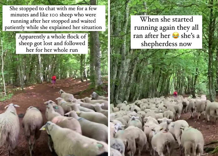 Flock Of Lost Sheep Trots Behind Confused Runner As She Accidentally Becomes Their Leader Flock Of Lost Sheep Trots Behind Confused Runner As She Accidentally Becomes Their Leader
