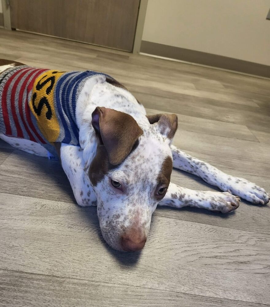 Abandoned Puppy Gets Another Chance At Happiness When Loving People Take Him Into Their Care