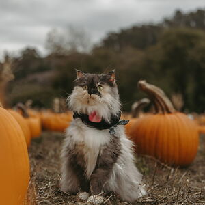 Pumpkin the Adventure Cat