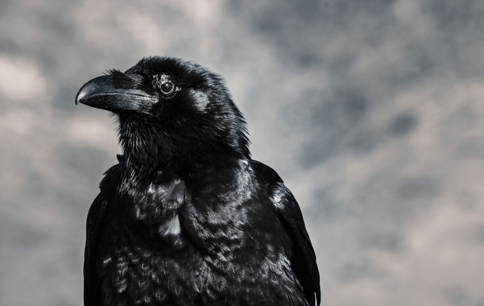 The Raven Paradox
