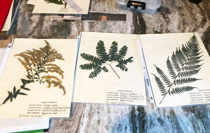 Dried Flower And Plant Collection