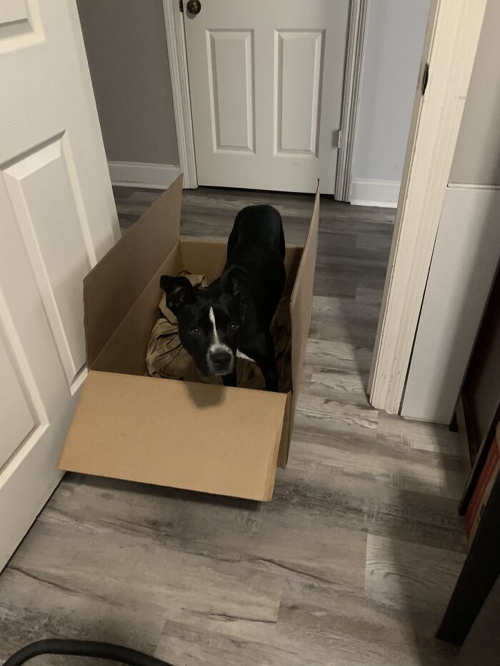 Her Name Is Rice, Not Owned, But Part Of Fam. She Acts Like A Cat!