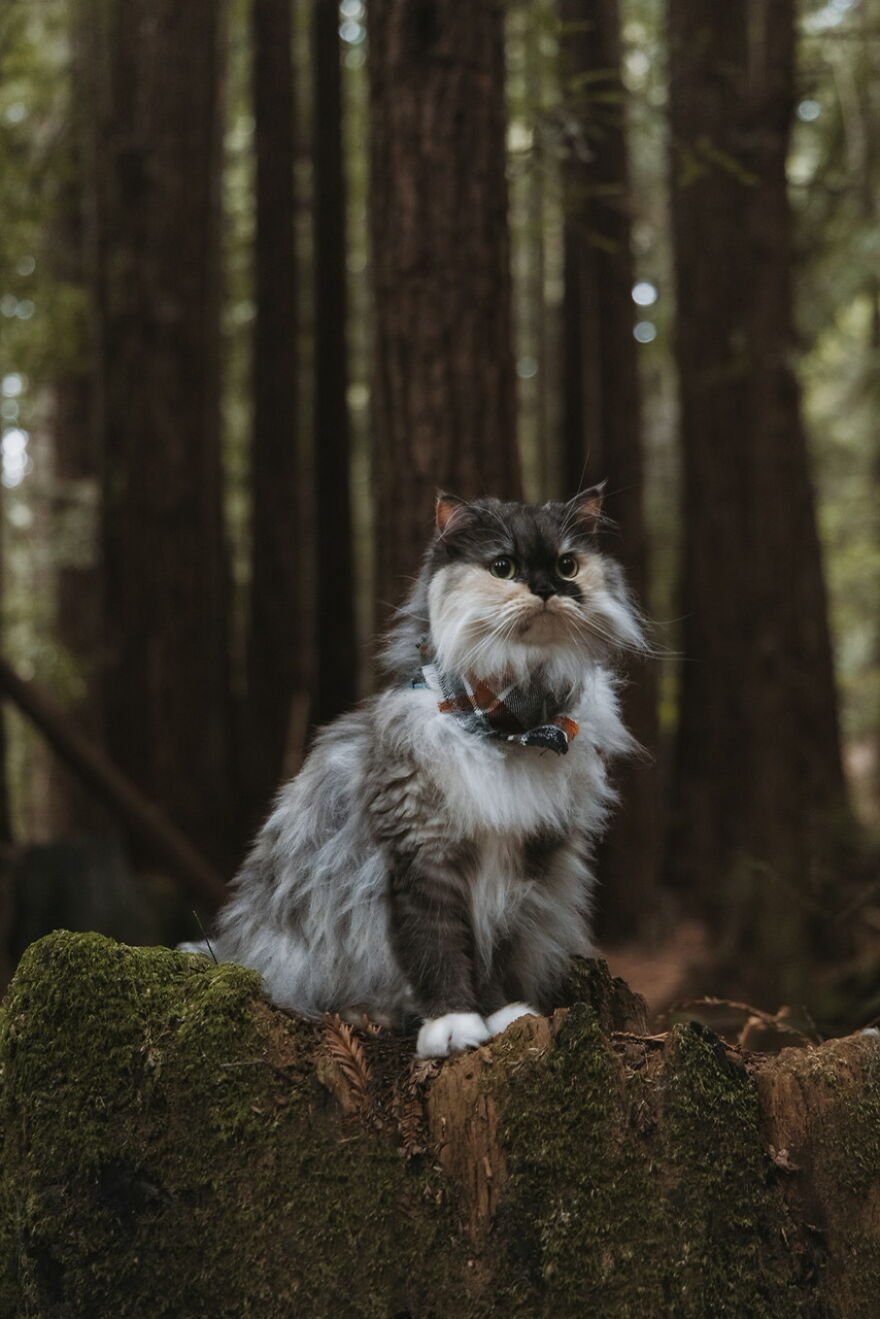 Forest Of Nisene Marks