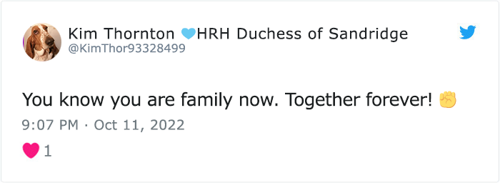 &ldquo;The Universe Certainly Has A Great Sense Of Humor&rdquo;: A Twitter User Shared Her Story Of Adopting And Taking Care Of An Abandoned Newborn Mouse