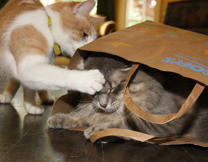 5 Months Pregnant Worker Exposes Her Problematic Boss' Wish To Slap Her To Literally Everyone In The Workspace, Gets Her Fired