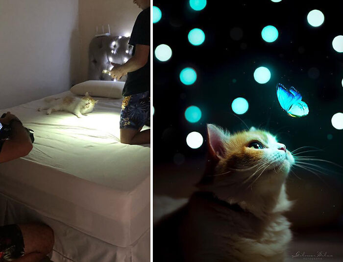 Behind the scenes of a professional photo setup showing the truth behind perfect professional photos of a cat and butterfly.