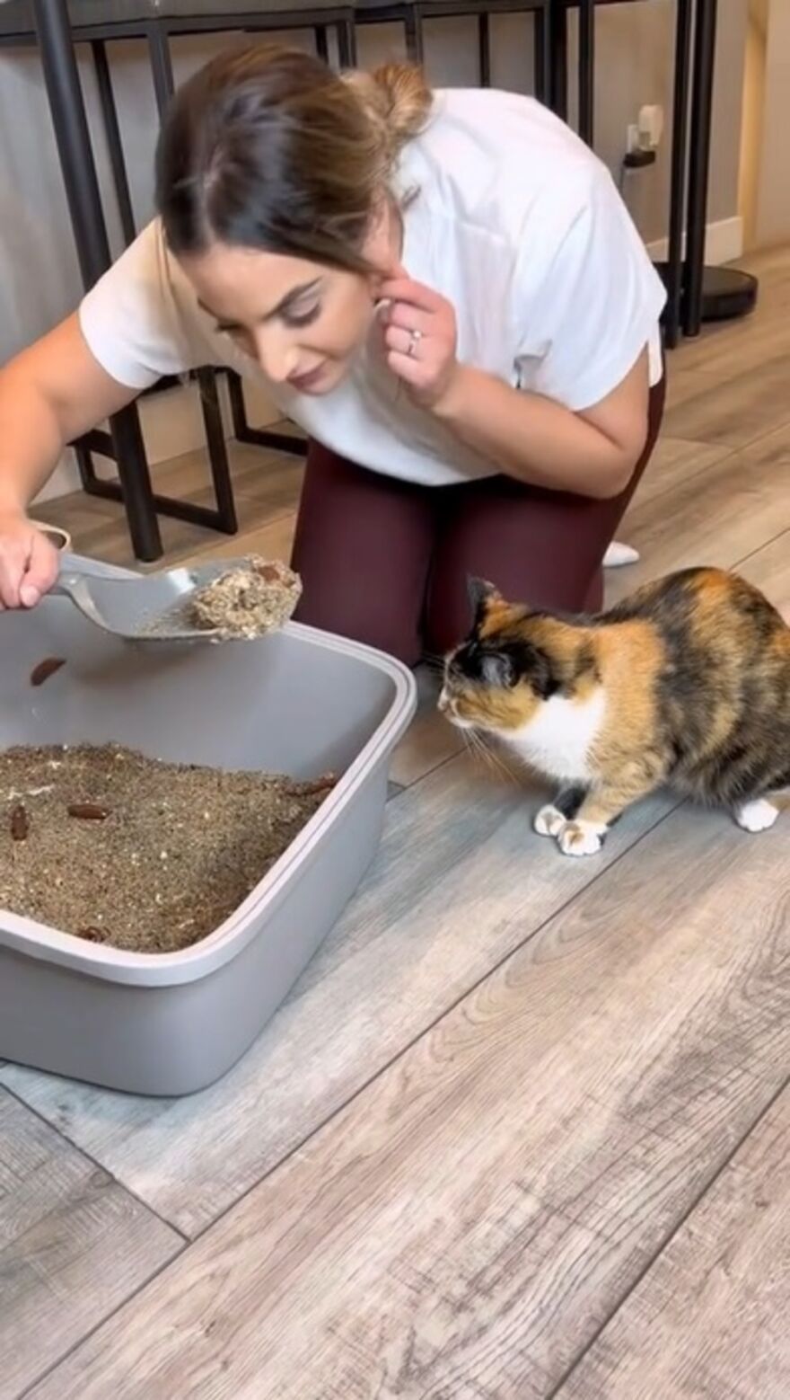 Owners Troll Their Cat And Video Goes Viral With Over 1.4 Million Views In Less Than 3 Hours Owners Troll Their Cat And Video Goes Viral With Over 1.4 Million Views In Less Than 3 Hours
