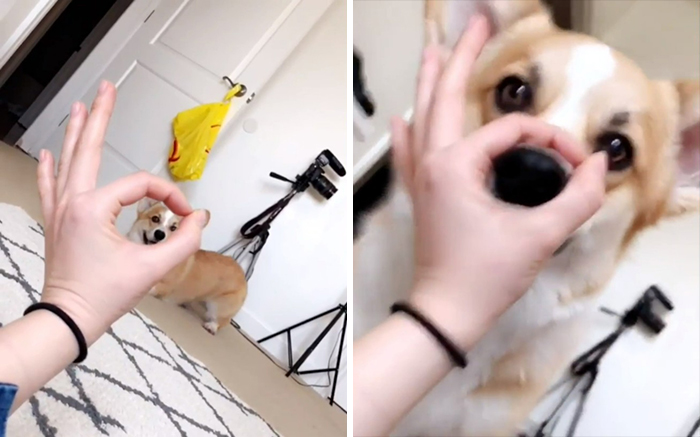 When You Give Your Corgi 👌🏻