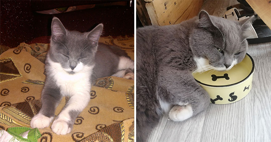 This Community Shows Kittens Then And Now (30 Pics)