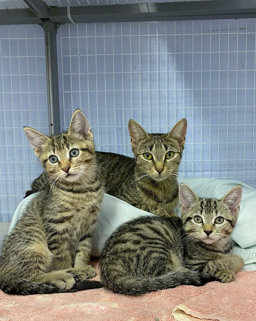 This Cat Saw All Her Friends Being Adopted At An Event Except Her This Cat Saw All Her Friends Being Adopted At An Event Except Her