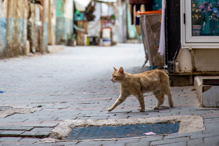 16 Y.O. Loses His Neighbor's Cat That He Was Supposed To Pet Sit, His Mom Is Upset About The Neighbors Refusing To Pay For His Work