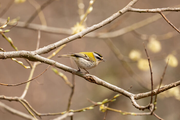 “I Own An Official Nanosecond”: 35 Rare Items Owned By Our Community