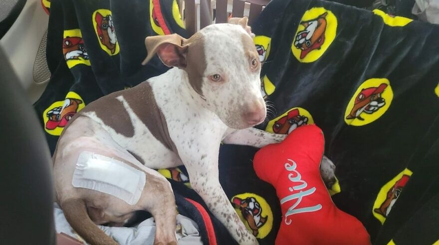 Abandoned Puppy Gets Another Chance At Happiness When Loving People Take Him Into Their Care