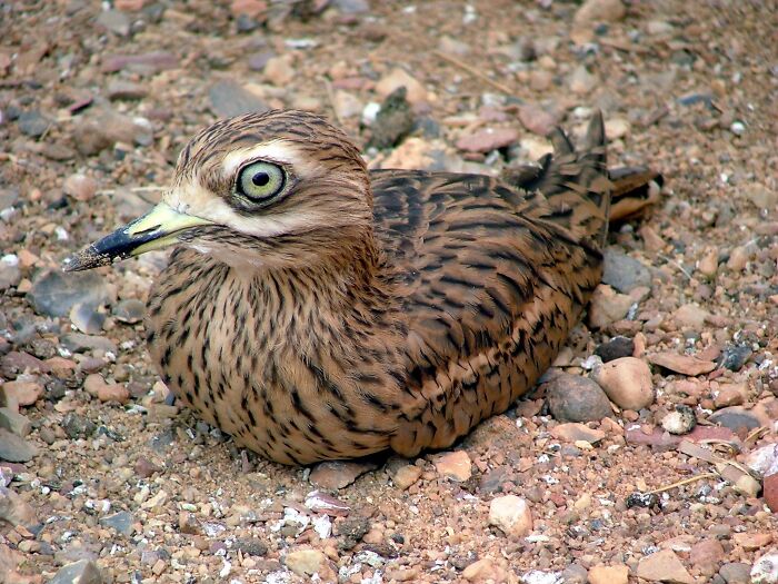 A Bird That Woke Up Too Early