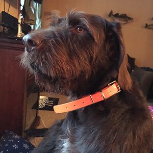 lieselmcneil_1 avatar