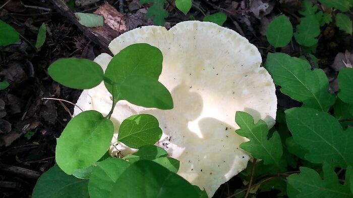 Mushrooms In Lewes Delaware