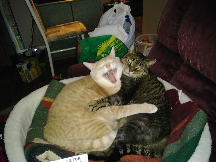 I Was Trying To Get A Good Picture Of Zen & Tenn (Rip). Zen Just Couldn't Resist