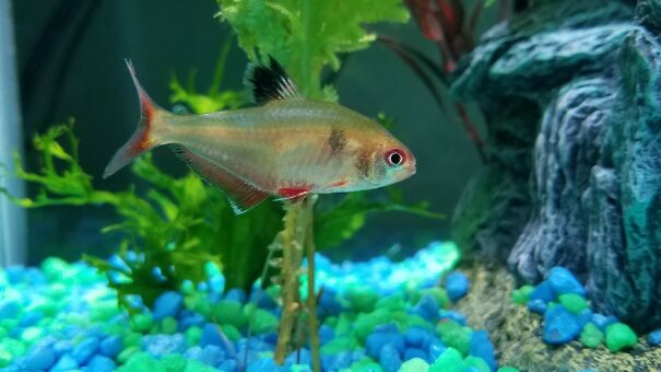 Can You Do My (Now Deseased) Fish?