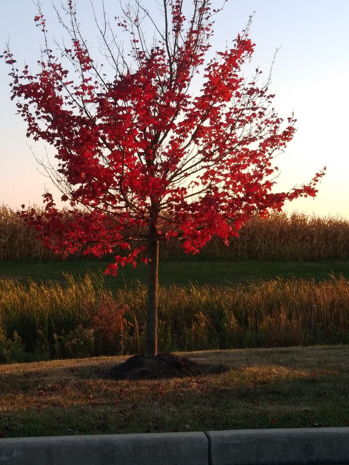 My Home Amomgst The Corn Fields In Fishers Indiana