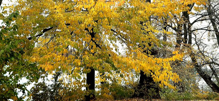 Wild Cherry, The Leaves Seem To Shine