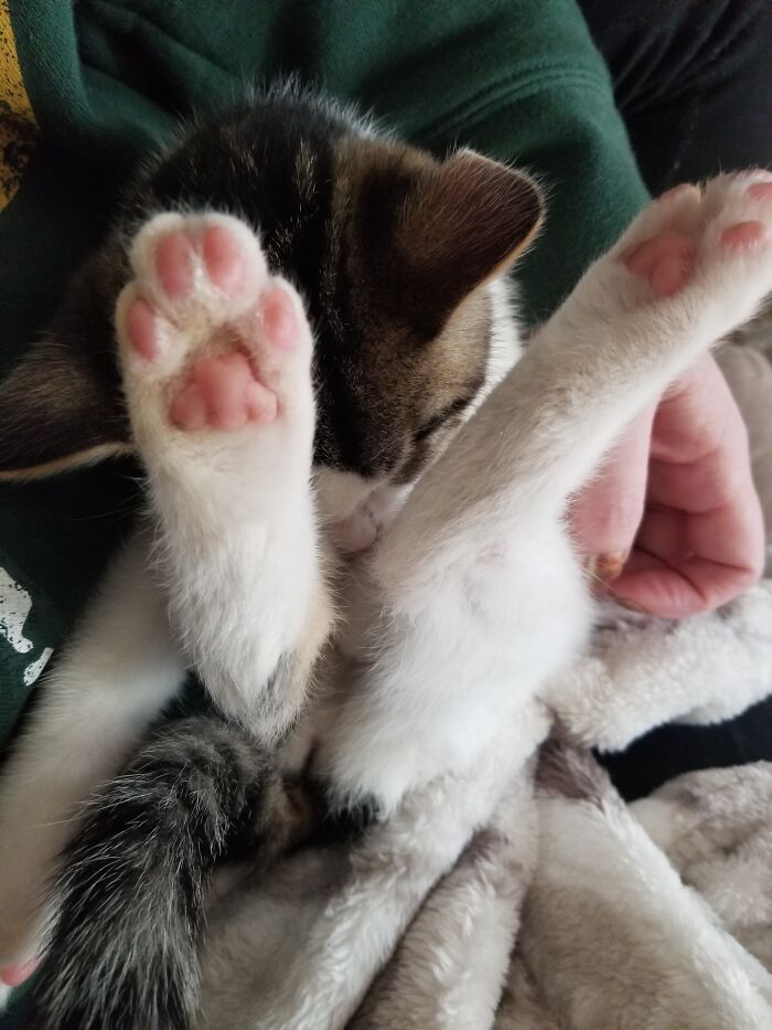 My Mom's Cat Snotface (Name Changed For Identity Reasons Lol) He Only Sleeps On My Lap