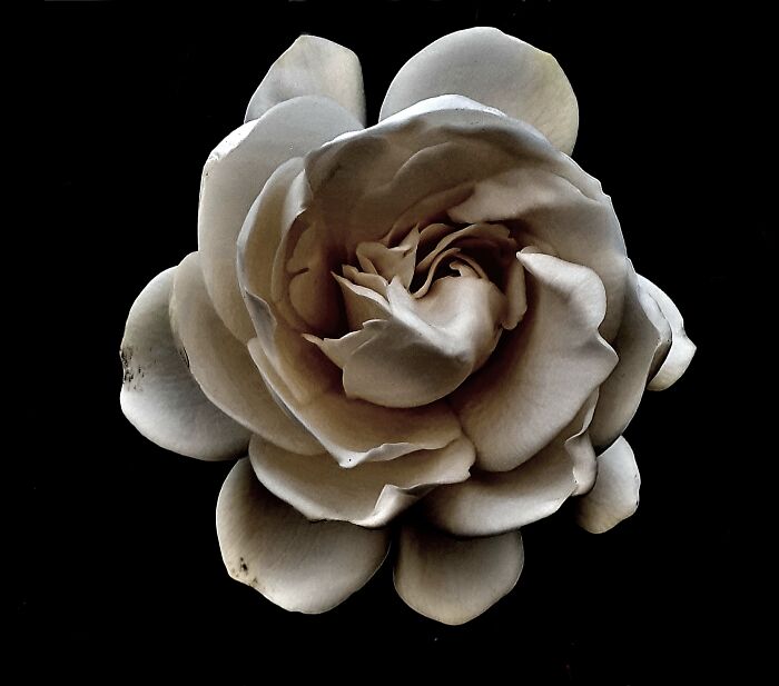 This Flower I Found On A Walk! I Really Like Photography, So I Tried To Make It Look Nice And I'm Pretty Proud Of It Honestly