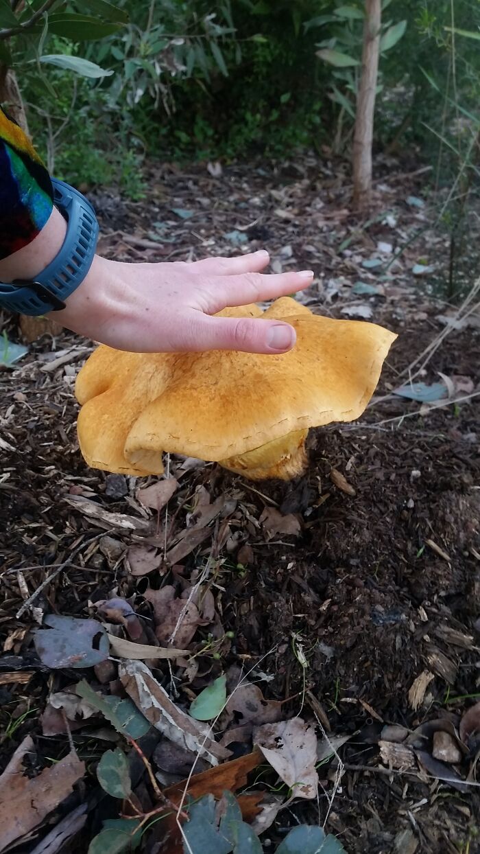 Unsure On Type...hand For Scale