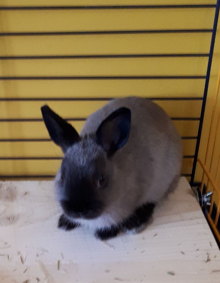 He Is My Most Epic Possetion (Pet)