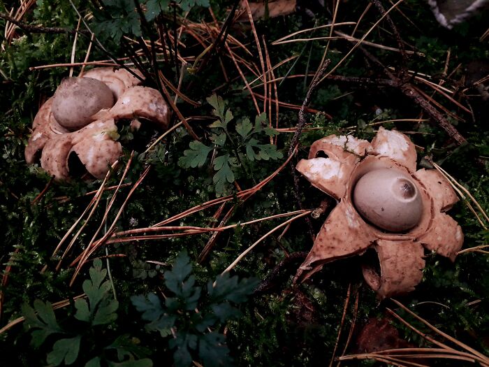 Earthstars (Lower Saxony, Germany)