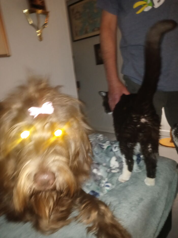 Evil Dog vs. Cat Butt