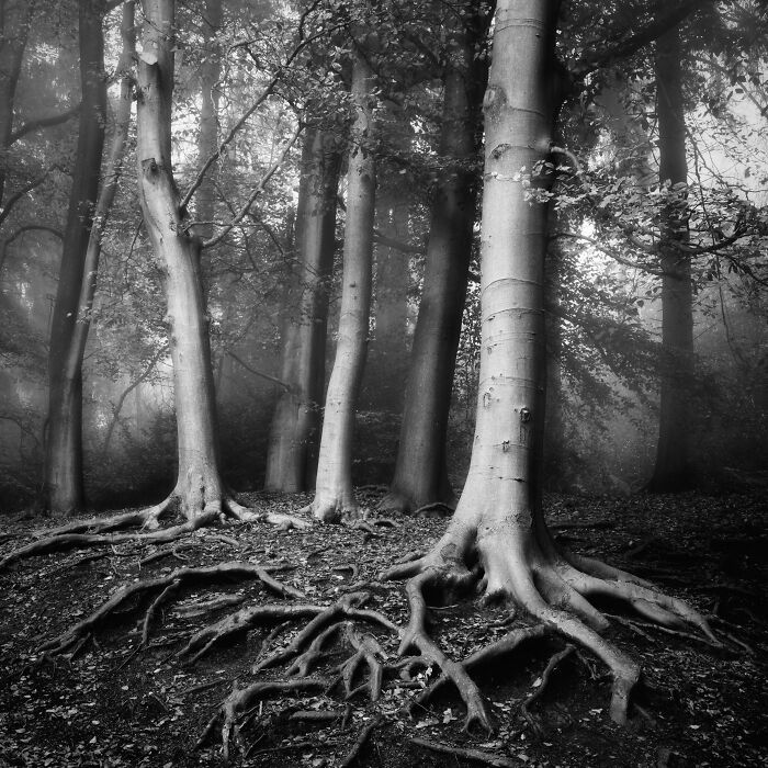 Black And White Commended: Dominic Williams, 'Three Silver Birches'