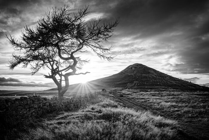 Black And White Highly Commended: Andrea Graham, 'Roseberry'