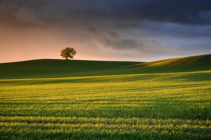 Classic View Commended: Stu Meech, Snitterfield 'Lone Tree'