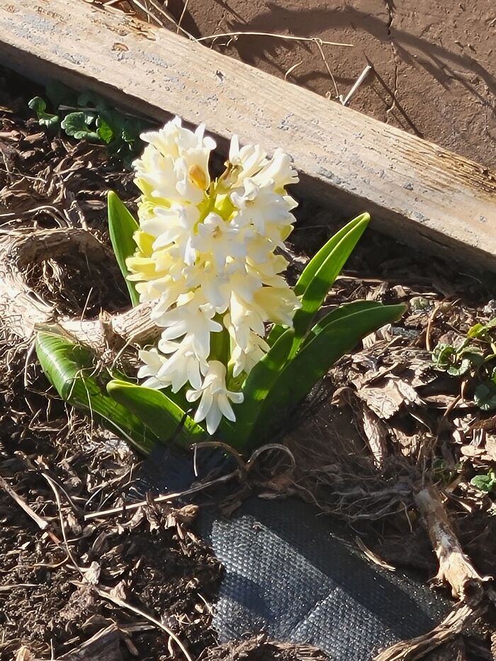 Last Spring I Found A Random Plant That A Squirrel Buried