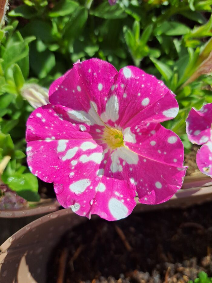 Pink Sky Petunia!