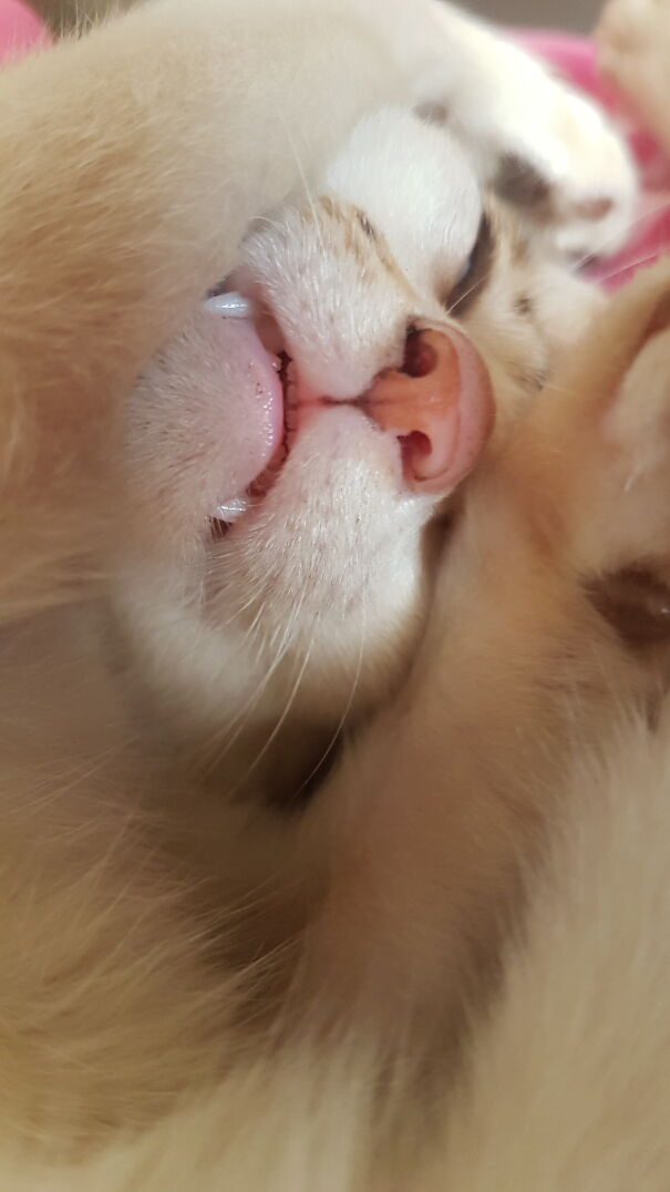 Look At Those Lil Teefies!!! ^_^