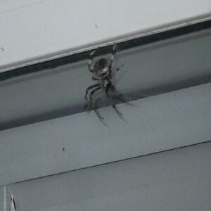 brianadangerfield avatar