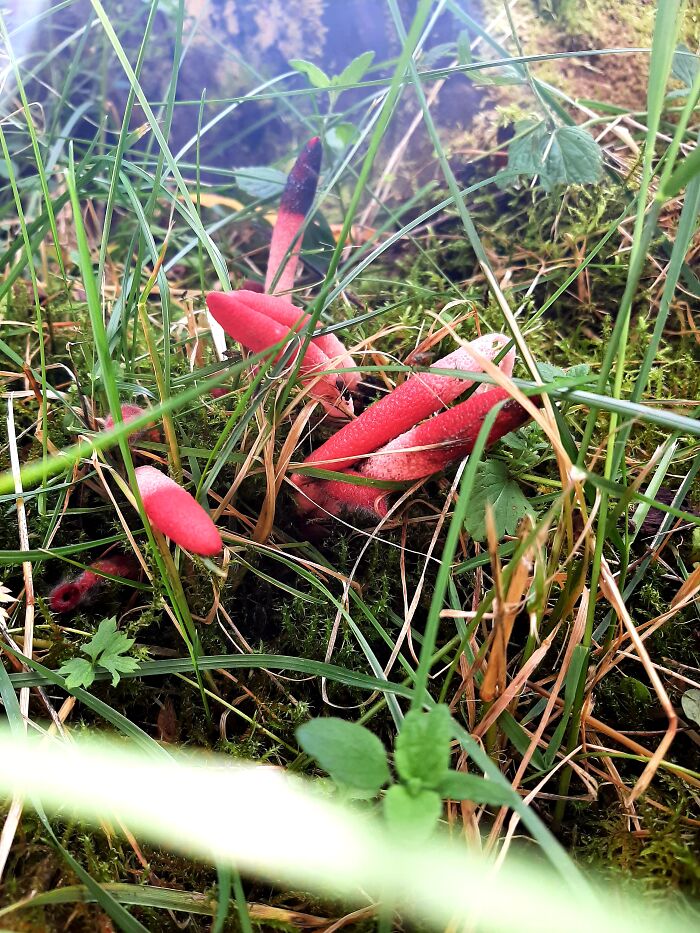 Red Stinkhorn (Mutinus Ravenelii), Finland