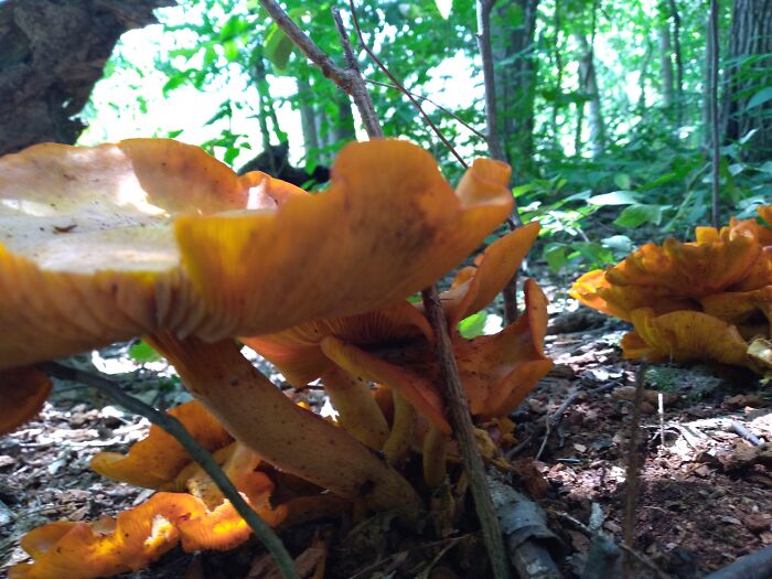 Chantarelles Or Jack-O-Lanterns?