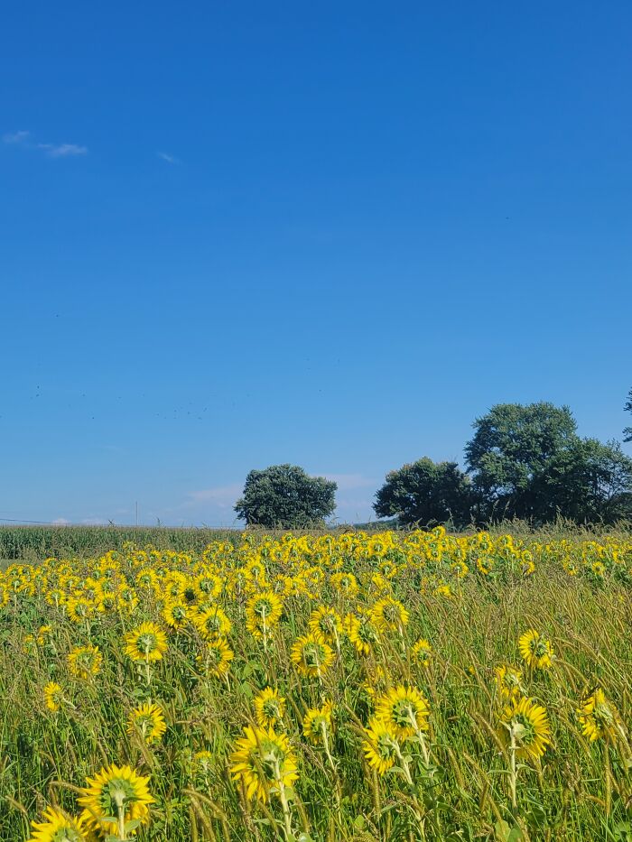 The Sky And Some Sunflowers 🌻 💛