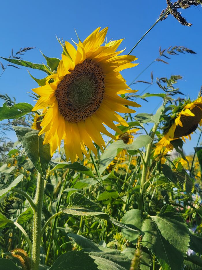 Sunflowers And A Butterfly Bush Flower