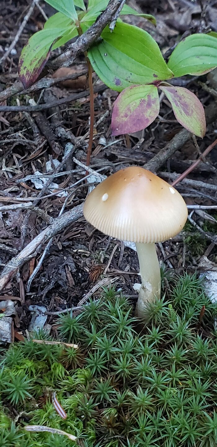 " So Smoooooth ". Sentier Des Crêtes, Parc De Forillon, Gaspésie, Québec