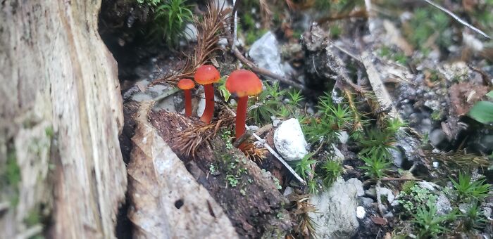 " Triplets". Sentier Des Crêtes, Parc De Forillon, Gaspésie, Québec