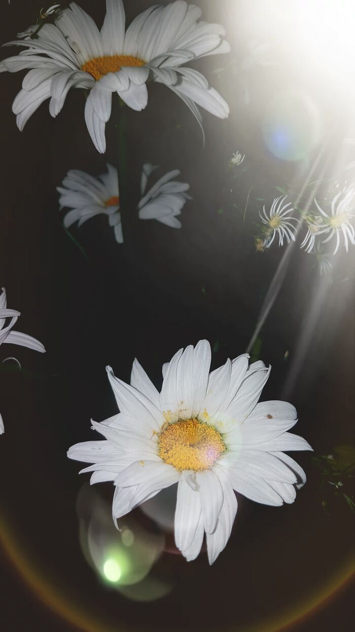 I Have No Idea How I Captured This Pic, But It Ended Up Looking So Magical