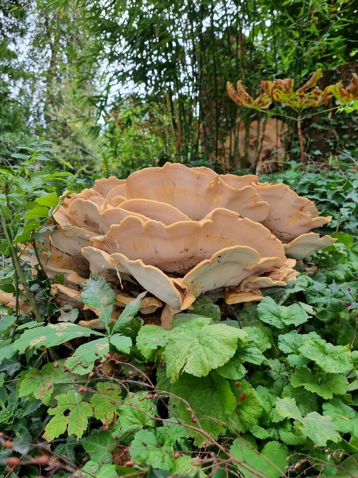 Giant Polypore