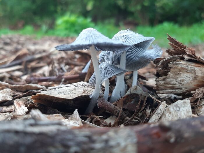 Stratford, Ontario, Canada. Dog-Park Forest Pathway