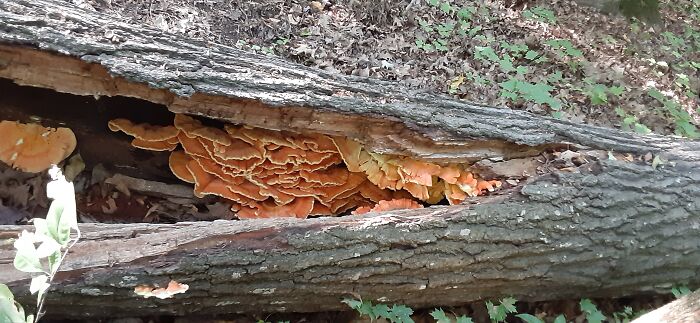 Water Dripped Out Of Them When I Harvested Them