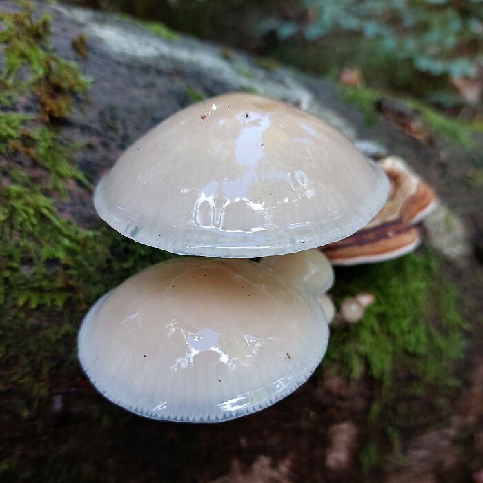 Oudemansiella Mucida (Holzbachtal, Germany)