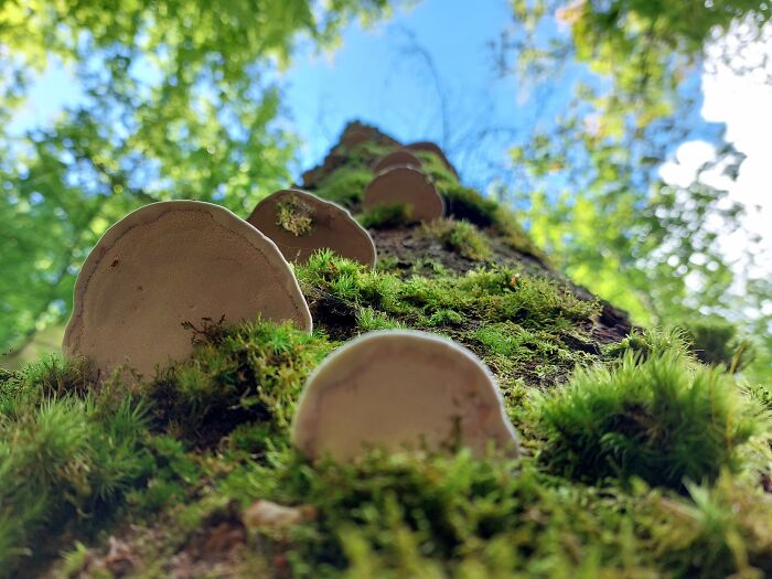 Fomes Fomentarius (Holzbachtal, Germany)